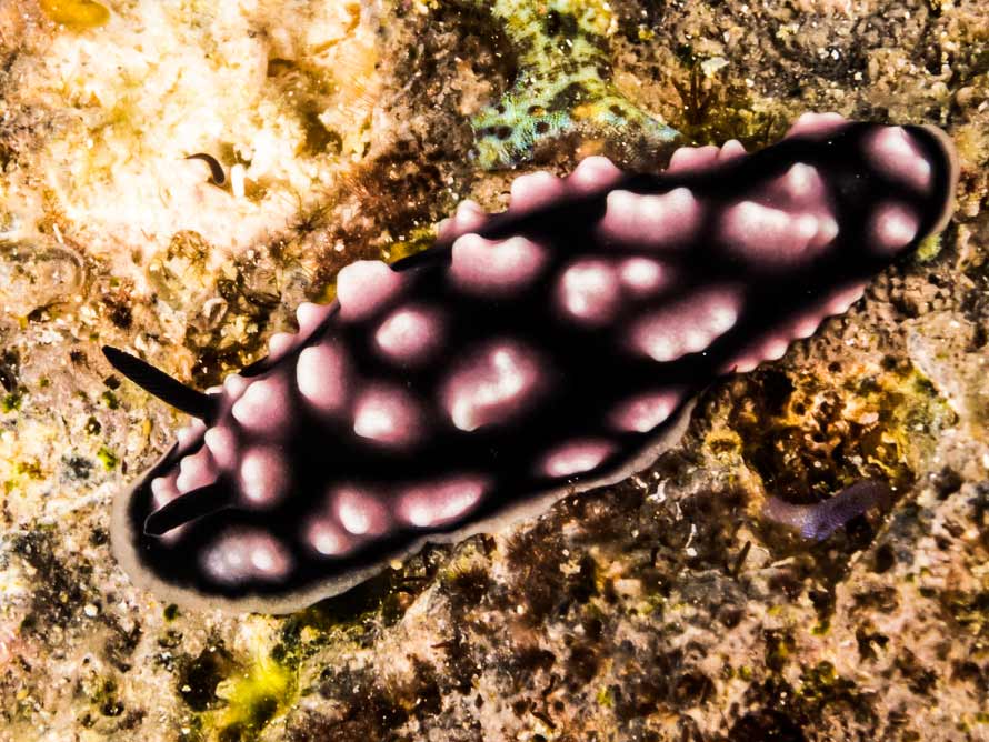 Phyllidiella pustulosa